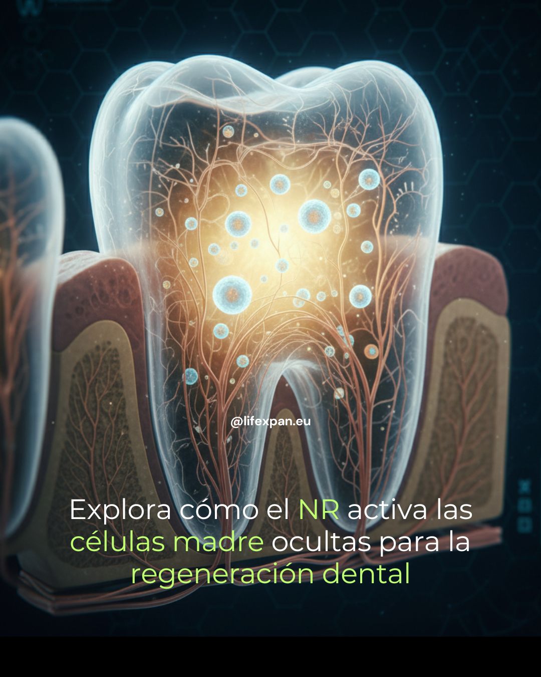 NAD⁺, Células Madre y la Promesa de la Odontología Regenerativa