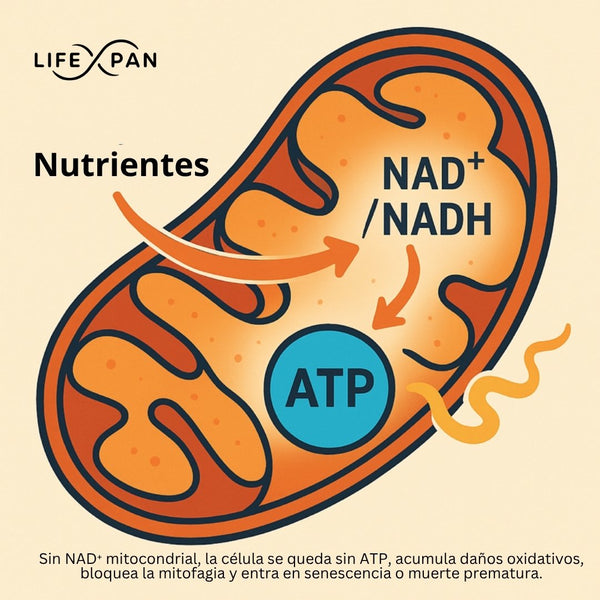 LifeXpan® NR PURO 60