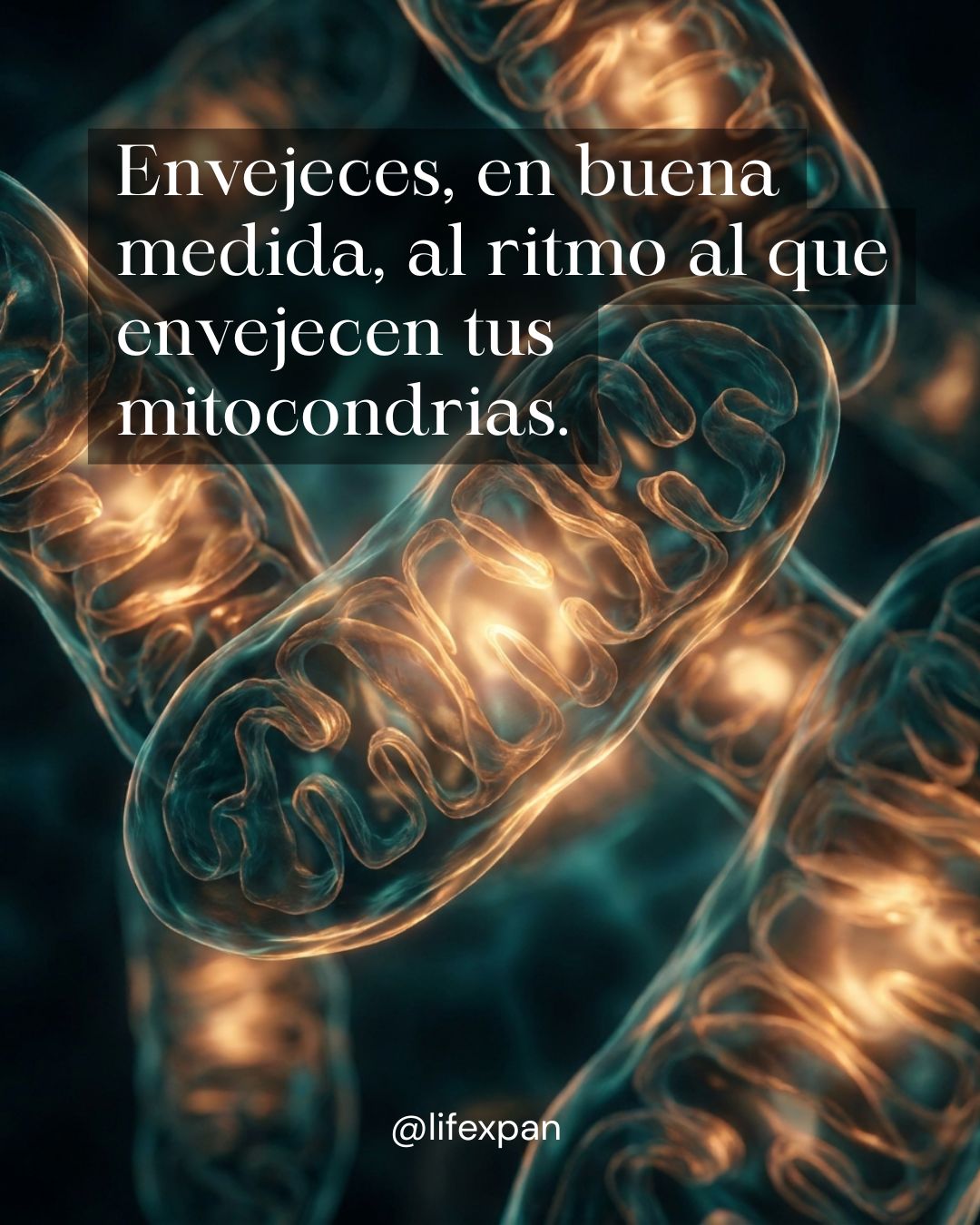 Mitocondrias y envejecimiento: las centrales que deciden todo