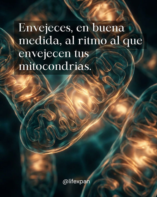 Mitocondrias y envejecimiento: las centrales que deciden todo