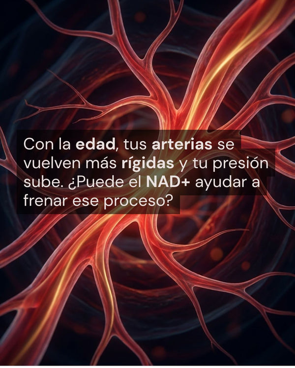 NR y salud cardiovascular: qué dice la ciencia sobre el NAD+ y tus arterias