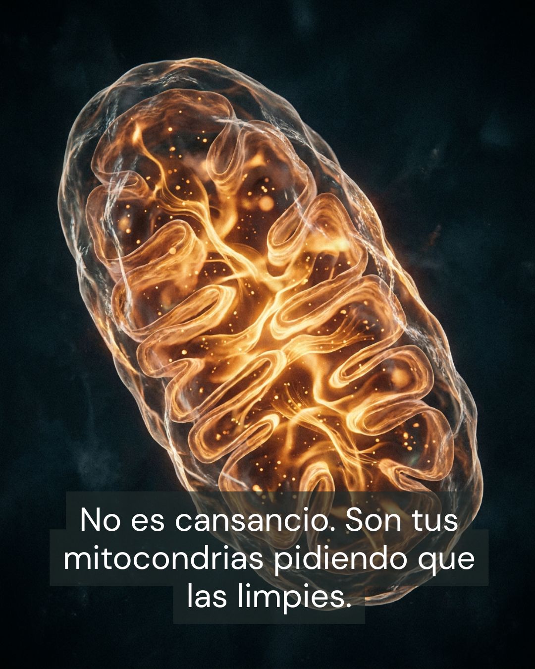 Urolitina A: la molécula que limpia tus mitocondrias y frena el envejecimiento