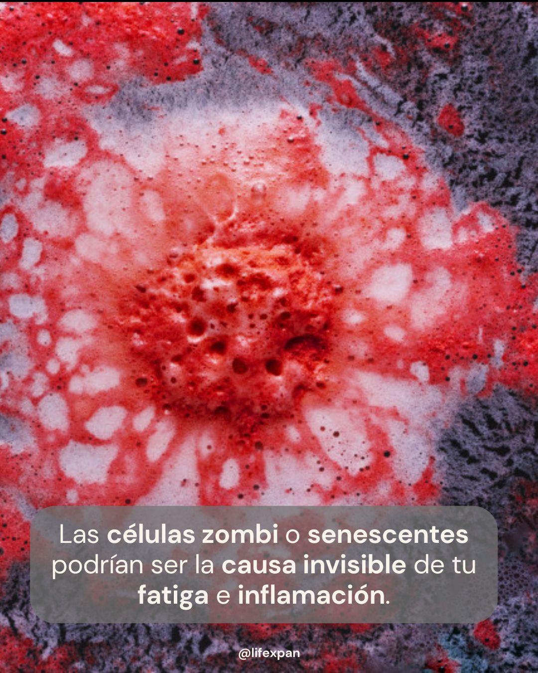 El Despertar de las "Células Zombi": Cómo la Ciencia de Vanguardia está "Frenando" el Envejecimiento