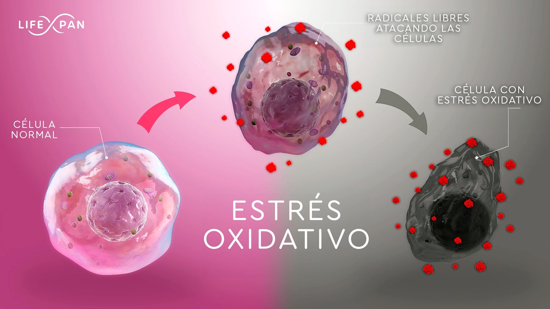 ¿Sabes por qué se produce el estrés oxidativo y QUÉ ES?