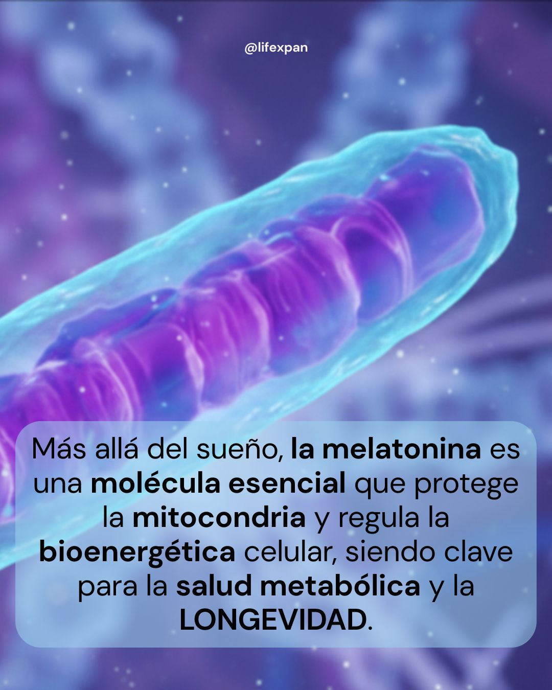 De cómo la melatonina funciona en la mitocondria y define tu longevidad