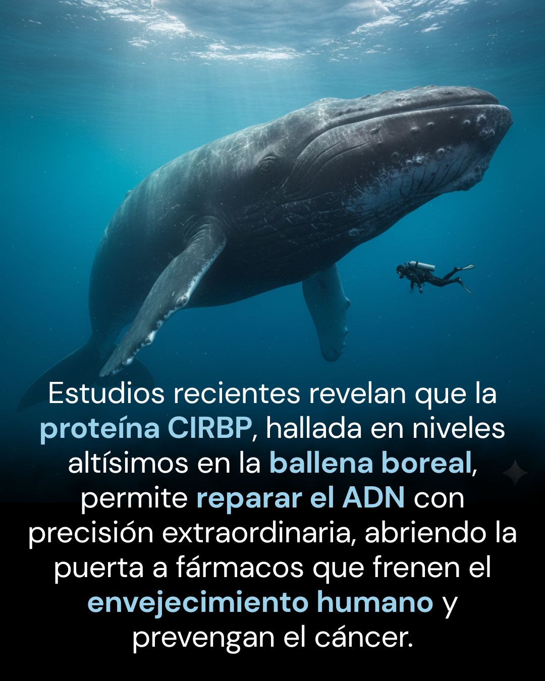 De las aguas árticas al laboratorio: Cómo el genoma de la ballena boreal desafía el envejecimiento