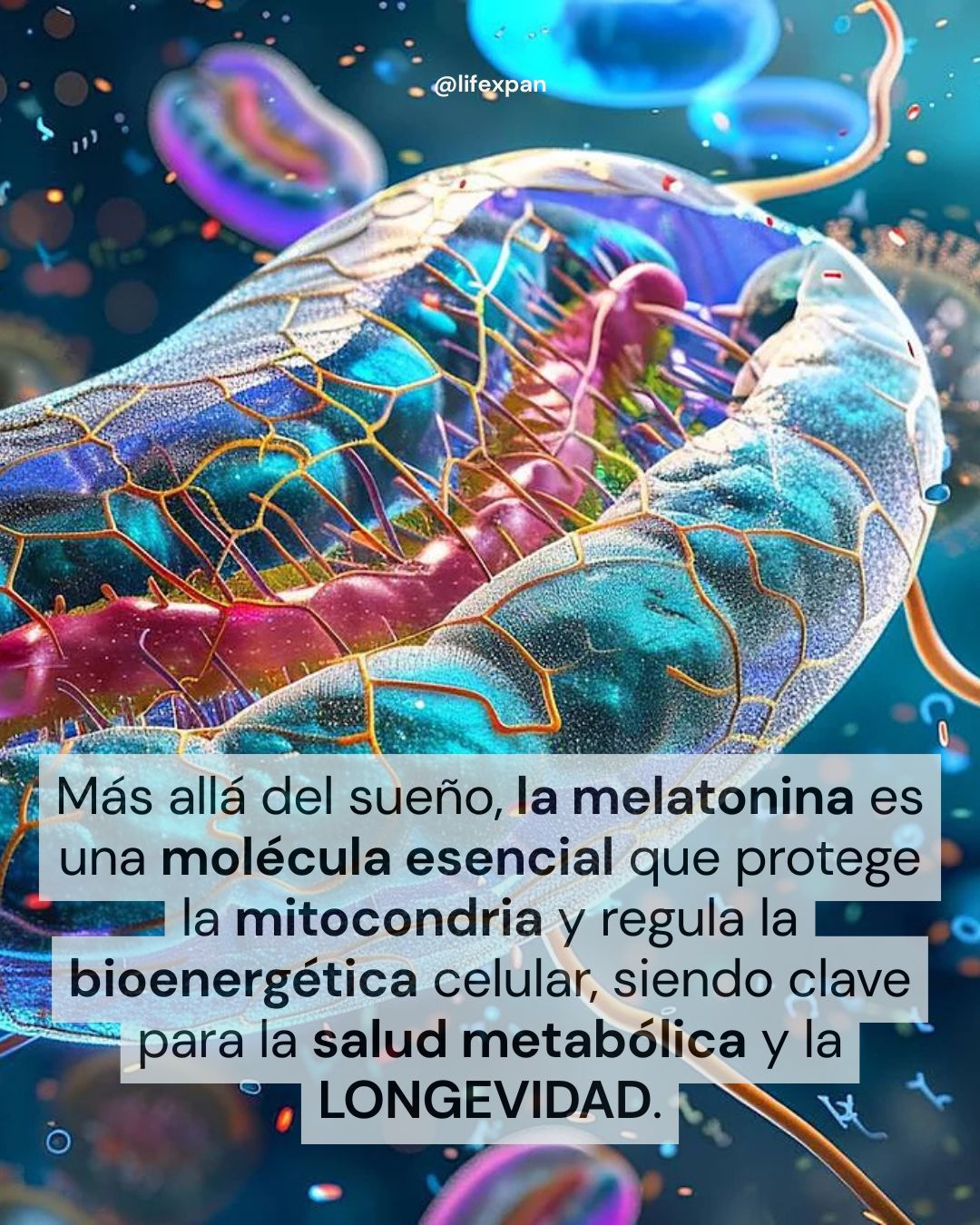De cómo la melatonina funciona en la mitocondria y define tu longevidad